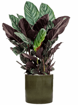 Calathea Sanderiana In Cylinder D 24 H 104 cm - PlantenShop24 - 18-06-2025