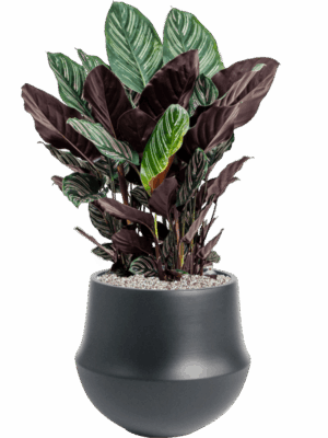 Calathea Sanderiana In Fusion D 24 H 80 cm - PlantenShop24 - 18-06-2025