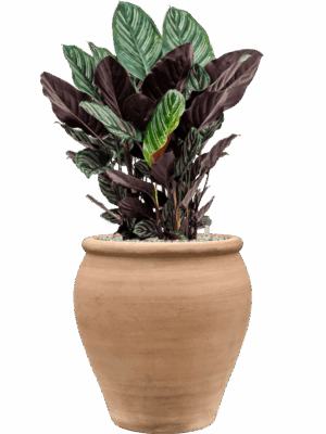 Calathea Sanderiana In Terra Antica D 24 H 92 cm - PlantenShop24 - 18-06-2025