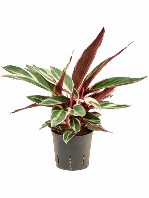 Calathea Triostar D 13 H 35 cm - PlantenShop24 - 18-06-2025