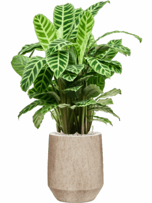 Calathea Zebrina In Mineral D 19 H 93 cm - PlantenShop24 - 26-06-2025