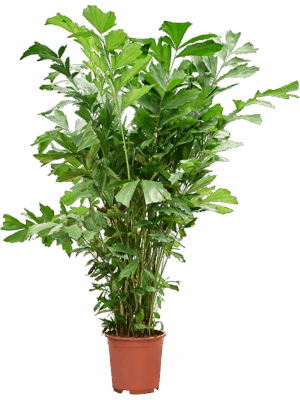 Caryota Mitis D 27 H 160 cm - PlantenShop24 - 10-06-2025
