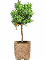 Citrus Citrofortunella Calamondin In Bohemian D 36 H 164 cm - PlantenShop24 - 05-06-2025
