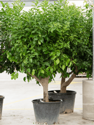 Citrus Lemon D 65 H 230 cm - PlantenShop24 - 06-06-2025