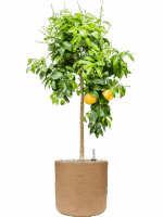 Citrus Pompelmo Grapefruit In Baq Dune D 38 H 165 cm - PlantenShop24 - 02-06-2025