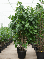 Clusia Rosea Green Magic D 50 H 275 cm - PlantenShop24 - 29-08-2025