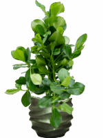 Clusia Rosea In Baq Gradient Lee D 24 H 115 cm - PlantenShop24 - 16-06-2025