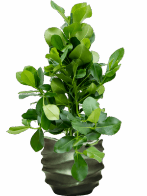 Clusia Rosea In Baq Gradient Lee D 24 H 115 cm - PlantenShop24 - 16-06-2025