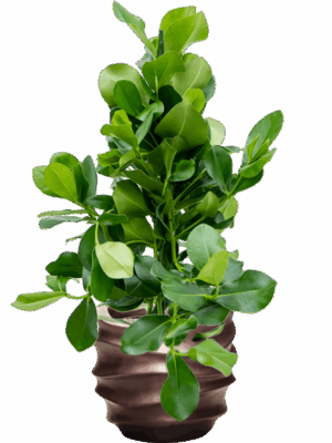 Clusia Rosea In Baq Gradient Lee D 24 H 115 cm - PlantenShop24 - 16-06-2025