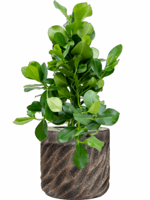 Clusia Rosea In Baq Luxe Lite Universe Wave D 24 H 102 cm - PlantenShop24 - 16-06-2025