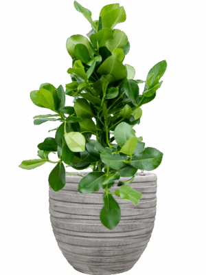 Clusia Rosea In Baq Tornado D 24 H 104 cm - PlantenShop24 - 16-06-2025