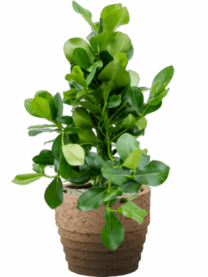 Clusia Rosea In Cinnamon D 24 H 96 cm - PlantenShop24 - 16-06-2025