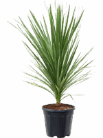 Cordyline Australis Peko D 34 H 125 cm - PlantenShop24 - 26-06-2025