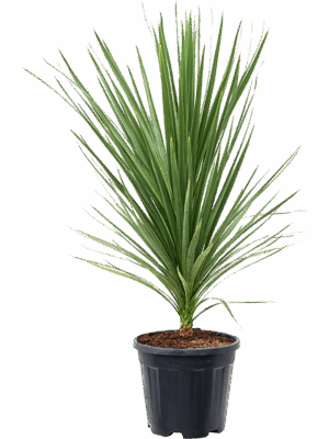 Cordyline Australis Peko D 34 H 125 cm - PlantenShop24 - 26-06-2025