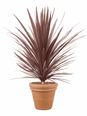 Cordyline Australis Red Star In Terra Cotta D 32 H 146 cm - PlantenShop24 - 04-06-2025