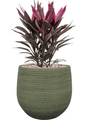 Cordyline Fruticosa Tango In Lydia D 19 H 55 cm - PlantenShop24 - 06-06-2025