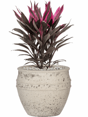 Cordyline Fruticosa Tango In Mediterranean D 19 H 53 cm - PlantenShop24 - 21-06-2025