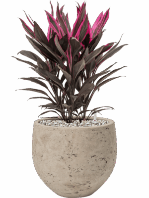 Cordyline Fruticosa Tango In Rough D 19 H 50 cm - PlantenShop24 - 05-06-2025