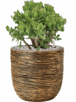 Crassula Ovata In Capi Nature Rib NL D 35 H 73 cm - PlantenShop24 - 27-06-2025