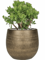 Crassula Ovata In Ryan D 35 H 71 cm - PlantenShop24 - 06-06-2025