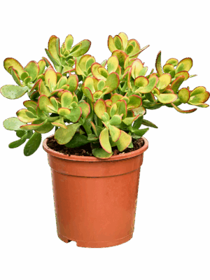 Crassula Ovata Sunset D 21 H 40 cm - PlantenShop24 - 23-06-2025