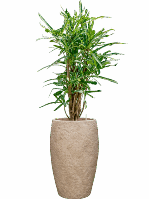 Croton Codiaeum Variegatum Banana In Coast Mountains D 22 H 140 cm - PlantenShop24 - 09-06-2025