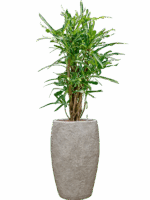 Croton Codiaeum Variegatum Banana In Coast Mountains D 22 H 140 cm - PlantenShop24 - 09-06-2025