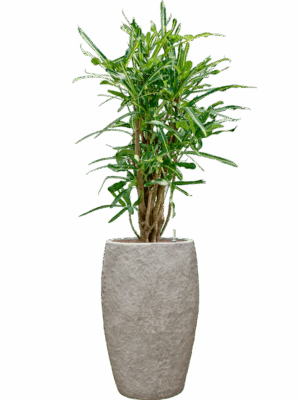 Croton Codiaeum Variegatum Banana In Coast Mountains D 22 H 140 cm - PlantenShop24 - 09-06-2025