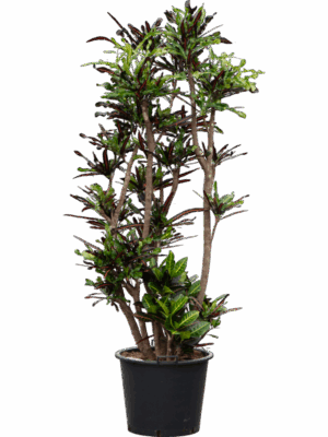 Croton Codiaeum Variegatum Mammi D 50 H 230 cm - PlantenShop24 - 10-06-2025