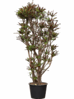 Croton Codiaeum Variegatum Mammi D 55 H 285 cm - PlantenShop24 - 10-06-2025