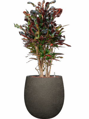 Croton Codiaeum Variegatum Mammi In Terreno D 22 H 113 cm - PlantenShop24 - 02-06-2025