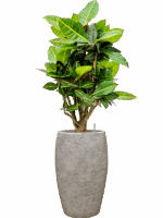 Croton Codiaeum Variegatum Petra In Coast Mountains D 18 H 102 cm - PlantenShop24 - 09-06-2025