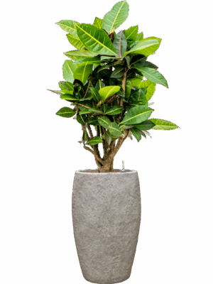 Croton Codiaeum Variegatum Petra In Coast Mountains D 18 H 102 cm - PlantenShop24 - 09-06-2025