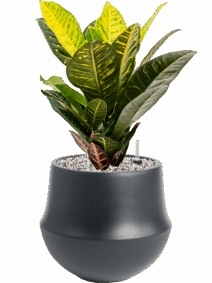 Croton Codiaeum Variegatum Petra In Fusion D 17 H 48 cm - PlantenShop24 - 10-06-2025