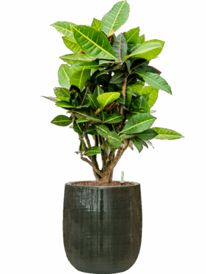 Croton Codiaeum Variegatum Petra In Plain Striped D 18 H 93 cm - PlantenShop24 - 02-06-2025