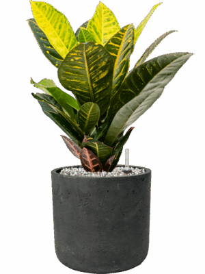 Croton Codiaeum Variegatum Petra In Rough D 17 H 45 cm - PlantenShop24 - 10-06-2025
