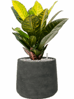 Croton Codiaeum Variegatum Petra In Rough D 17 H 46 cm - PlantenShop24 - 10-06-2025