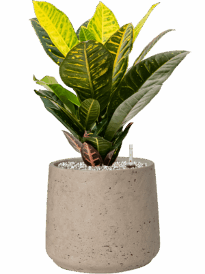 Croton Codiaeum Variegatum Petra In Rough D 17 H 47 cm - PlantenShop24 - 26-06-2025