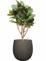 Croton Codiaeum Variegatum Petra In Terreno D 22 H 118 cm - PlantenShop24 - 02-06-2025