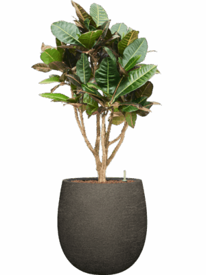 Croton Codiaeum Variegatum Petra In Terreno D 22 H 118 cm - PlantenShop24 - 02-06-2025