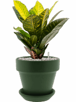 Croton Codiaeum Variegatum Petra In Urbann D 17 H 49 cm - PlantenShop24 - 10-06-2025