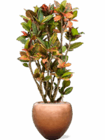 Croton Variegatum Petra In Baq Metallic Silver Leaf D 30 H 163 cm - PlantenShop24 - 04-06-2025