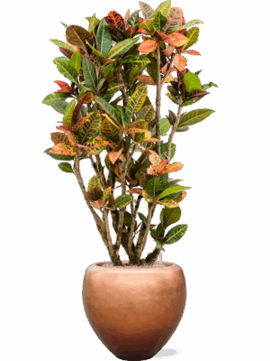 Croton Variegatum Petra In Baq Metallic Silver Leaf D 30 H 163 cm - PlantenShop24 - 04-06-2025