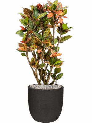 Croton Variegatum Petra In Capi Urban Smooth NL D 30 H 128 cm - PlantenShop24 - 27-06-2025