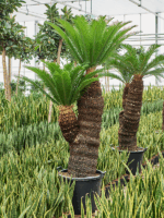Cycas Revoluta D 65 H 220 cm - PlantenShop24 - 02-06-2025