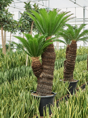 Cycas Revoluta D 65 H 220 cm - PlantenShop24 - 02-06-2025
