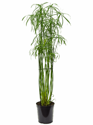 Cyperus Alternifolius Glaber D 23 H 130 cm - PlantenShop24 - 27-06-2025