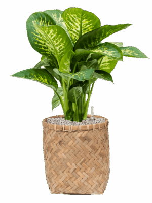 Dieffenbachia Seguine Reeva In Bohemian D 24 H 75 cm - PlantenShop24 - 25-06-2025