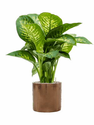 Dieffenbachia Seguine Reeva In Cylinder D 24 H 96 cm - PlantenShop24 - 25-06-2025