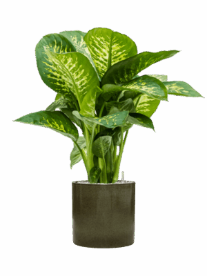 Dieffenbachia Seguine Reeva In Cylinder D 24 H 97 cm - PlantenShop24 - 25-06-2025